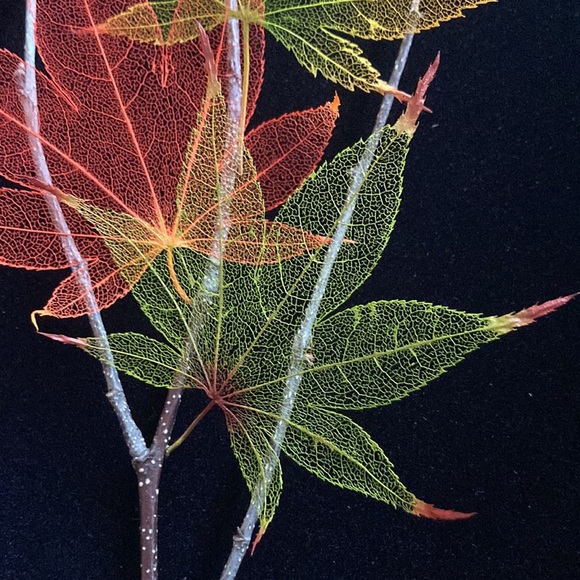 Japanese Maple Leaf Lines Framed Art - Picture 8 of 10